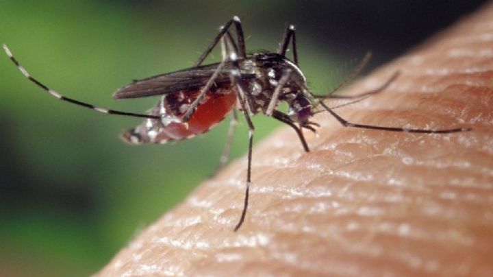 Más de 500 casos de dengue se registran en Michoacán