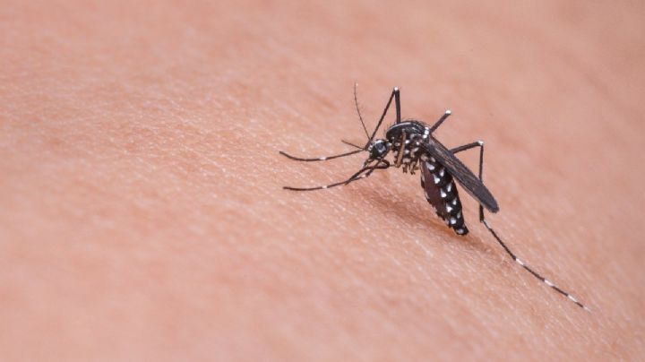 Tamaulipas emite alerta sanitaria ante nueva variante de dengue