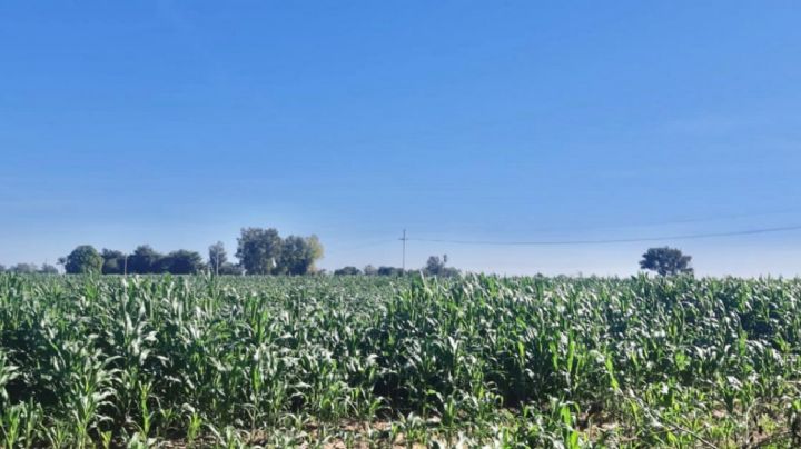 Ante altos precios actuales del maíz, productores de Sinaloa no contratan esperando que siga subiendo