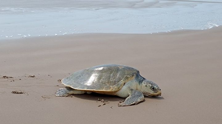 Investigan a elementos de Protección Civil de Michoacán por robar huevos de tortugas marinas