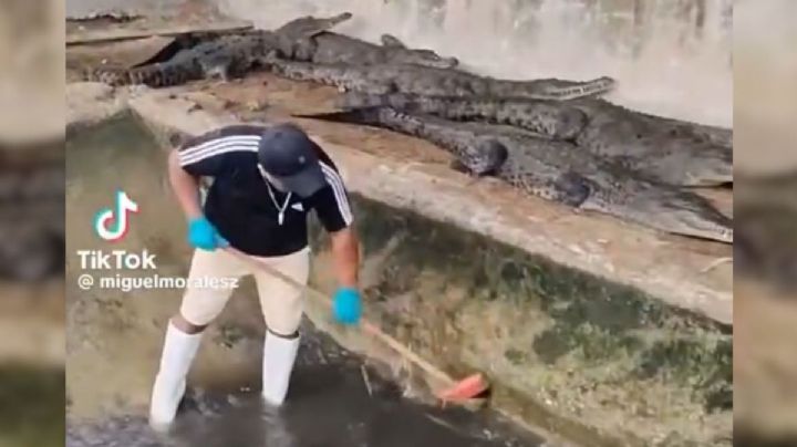 Hombre se viraliza por trabajar lavando estanques de feroces cocodrilos: "me apasiona lo que hago"