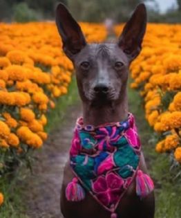 Día de Muertos 2024: ¿por qué se dice que el xoloitzcuintle es quien guía a las almas hacia el Mictlán?