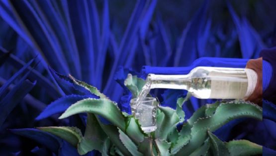 Día Nacional del Mezcal: 3 beneficios de esta bebida espirituosa y que no conocías