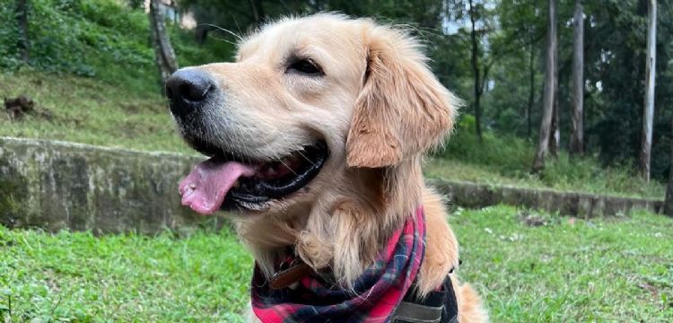 Él es “Felipe”, el perrito influencer que se volvió vocero de Jalisco para evitar el maltrato animal