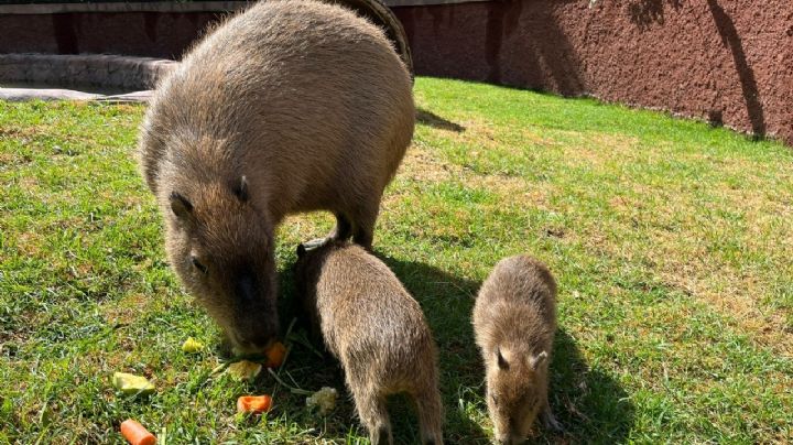 Invitan a nombrar a pequeños capibara del Zoológico de Guadalajara por el Día del Niño