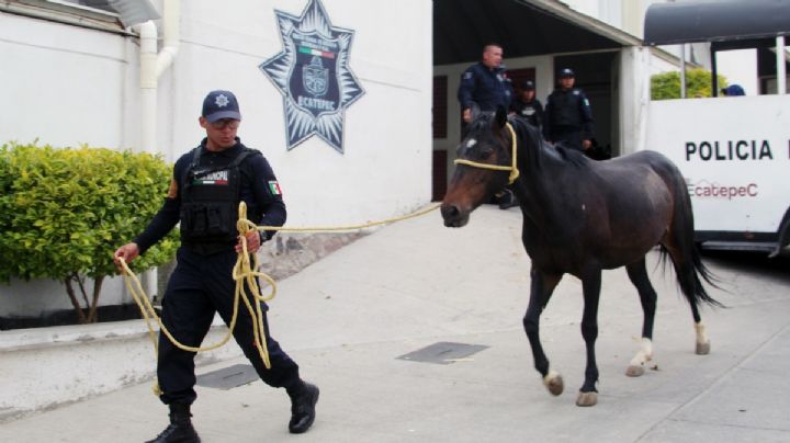 Detienen a 2 hombres acusados de maltratar a 4 caballos en Ecatepec