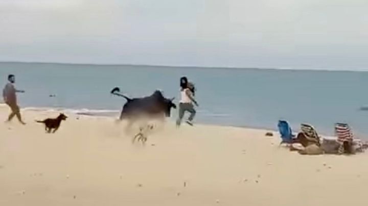 Toro “embiste" a mujer en playa de Los Cabos y corretea a otra con un bebe en brazos