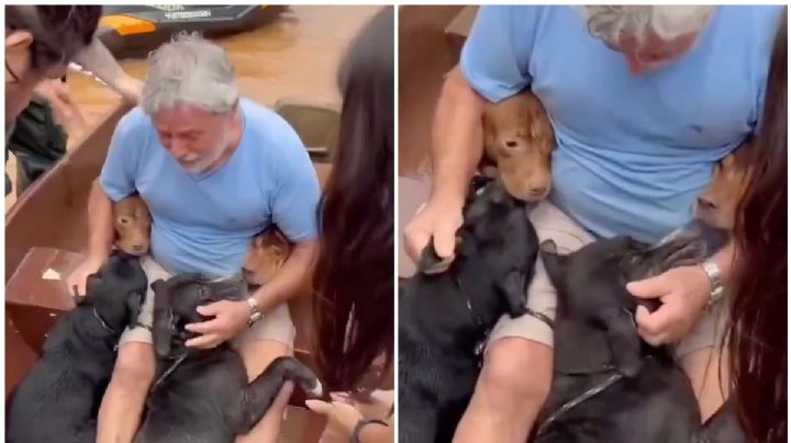 VIDEO: el conmovedor reencuentro de unos perros con su dueño; el hombre pidió ayuda a los rescatistas para salvar a sus "hijos"
