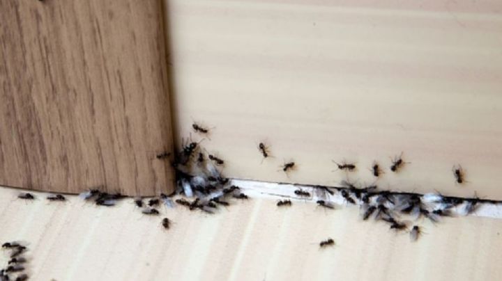 ¿Cómo eliminar una plaga de hormigas? Usa estos dos ingredientes para tener tu cocina y jardín sin estos intrusos