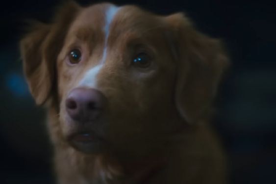 ¿De qué trata Good Boy, la película de terror protagonizada por un perro que llega a cines de México este jueves?
