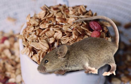 Hallan ratón vivo dentro de bolsa de granola en supermercado