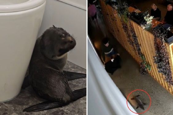Foca bebé enternece a las redes al entrar un bar de Nueva Zelanda y jugar con los comensales | VIDEO