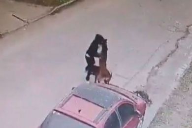 Mujer es brutalmente atacada por dos perros y queda mal herida tras recibir mordidas en el rostro | VIDEO FUERTE