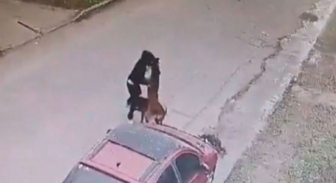 Mujer es brutalmente atacada por dos perros y queda mal herida tras recibir mordidas en el rostro | VIDEO FUERTE