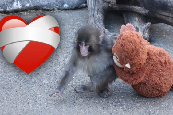 ¡Exceso de ternura! Por fin un mono adulto abrazó al bebé Punch | VIDEO