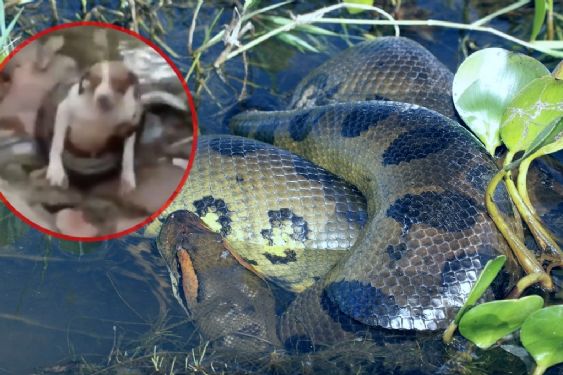 Perrita vive ATERRADOR momento tras ser atrapada por una ANACONDA de 6 metros | VIDEO