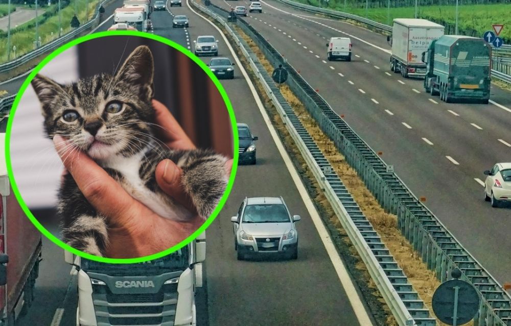 VIDEO VIRAL: Policías paralizan autopista para rescatar a un gatito que estaba acostado a la mitad