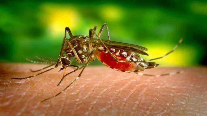 Tabasco registra récord histórico en contagios de dengue