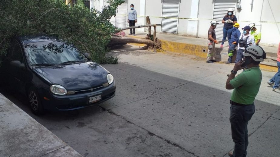 Vientos en la Ciudad de México derriban 18 árboles