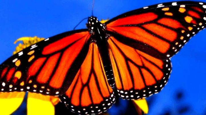 Mariposas Monarcas llegan a los santuarios de Michoacán; son más que el año pasado
