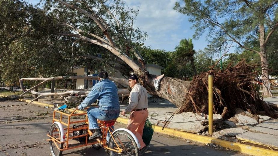 Vientos tumban árboles y generan incendios en Tamaulipas