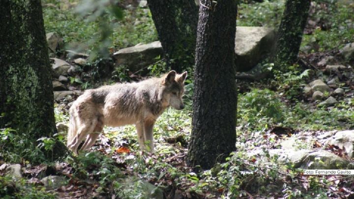 "PensÃ© que era un perrito": NiÃ±o atacado por un lobo en zoolÃ³gico de Neza narra su accidente