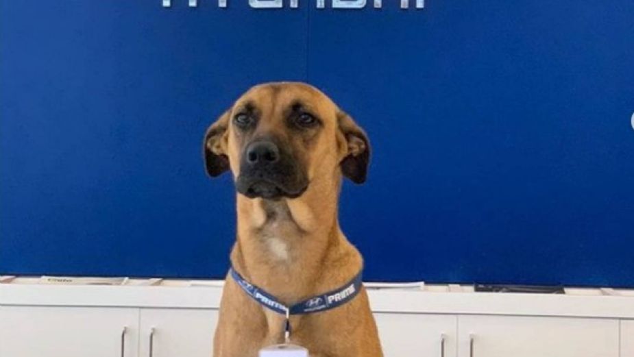 ¡EMPLEADO DEL MES! Contratan a perro abandonado y se convierte en líder de ventas: FOTOS