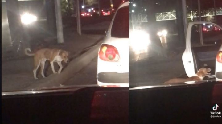 Video Viral: Abre la puerta de su carro para rescatar a perrito en plena vía rápida; lo mejor que verás hoy