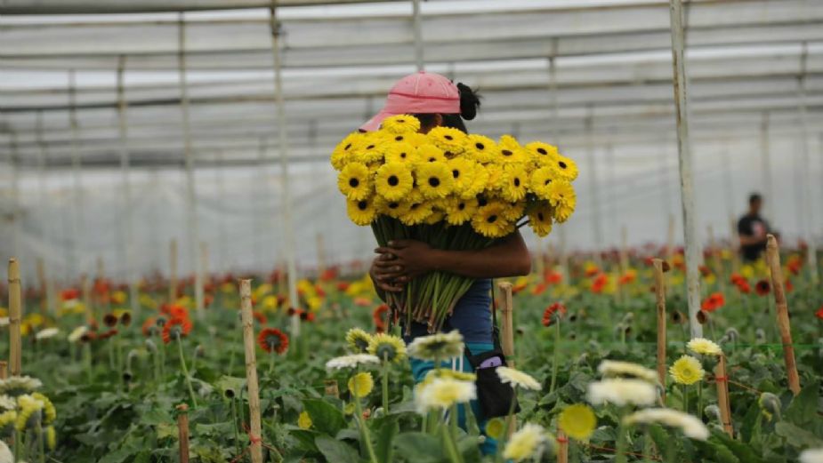10 de mayo salva a floricultores en el Estado de México