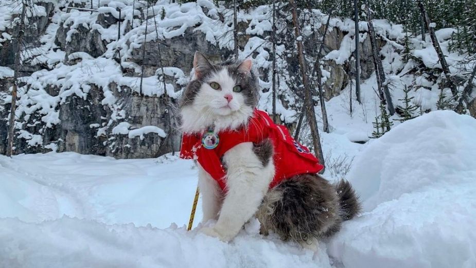 Gary, el único gato en el mundo que ama esquiar en la nieve: VIDEO