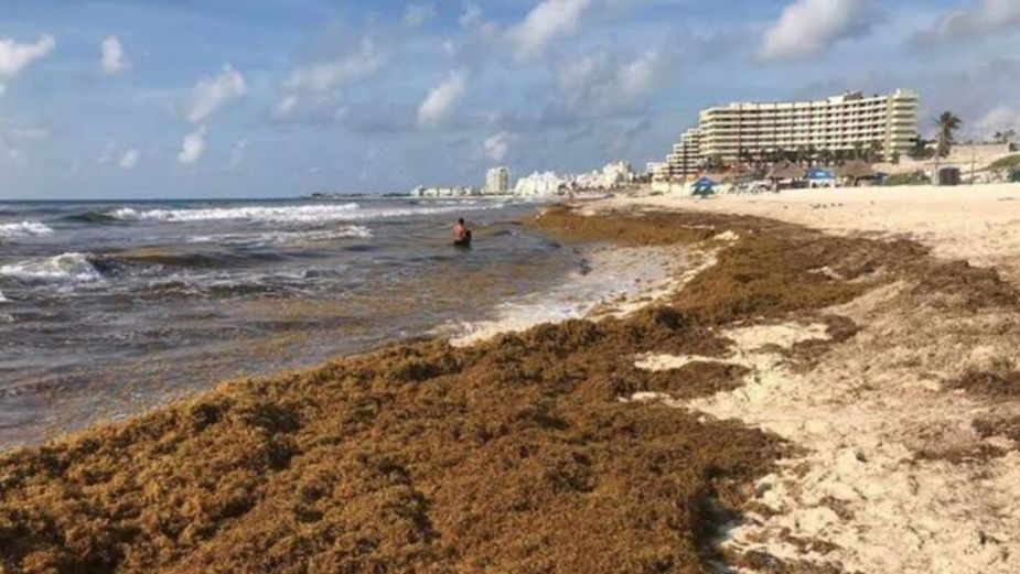 Propuesta para atender de urgencia el sargazo en el Caribe es frenado por la fracción parlamentaria de Morena