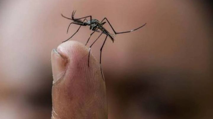 Se prenden las alertas por el incremento de casos de dengue en México