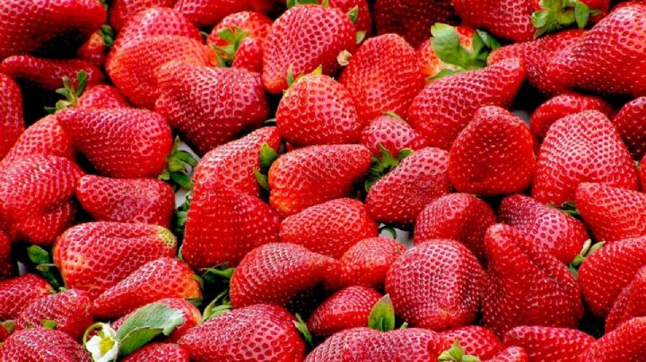 Exportaciones agropecuarias aumentan en marzo: fresas entre lo más exportado