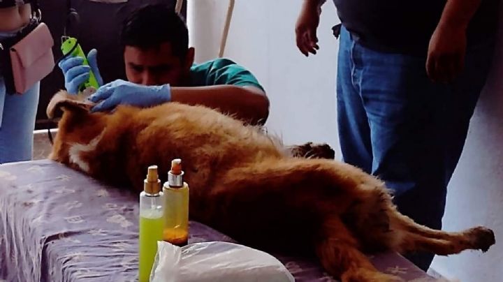 Maltrato animal: dejan ciego a perrito y lo abandonan en calles de Tabasco