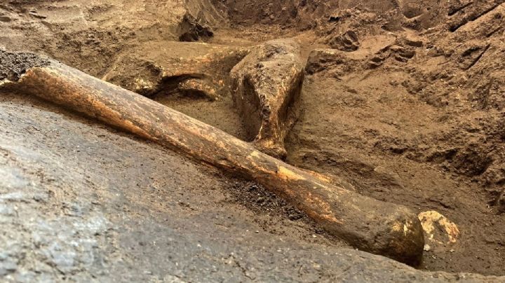 INAH Edomex confirma hallazgo de resto de mamut en Ixtlahuaca