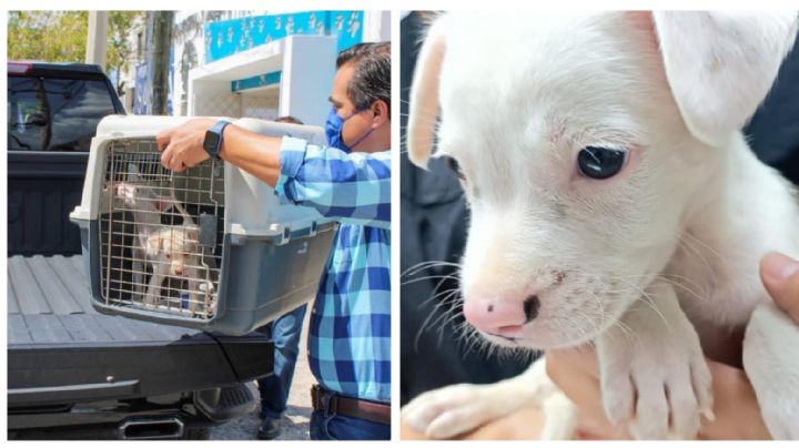 Dos cachorros rescatados en ChichÃ©n estÃ¡n en busca de familia