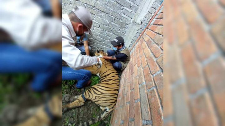 Investigaban un homicidio, terminan encontrÃ¡ndose un tigre herido de bala