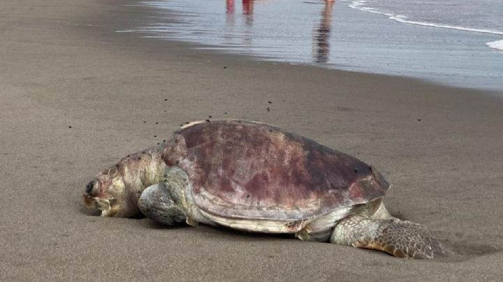 En menos de dos meses, 226 tortugas han muerto en costas de Chiapas