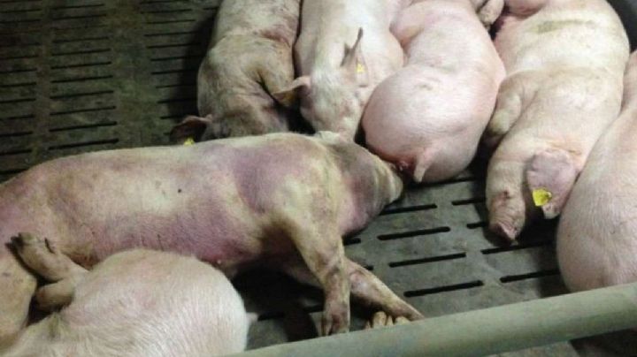 Buscan erradicar peste porcina africana en RepÃºblica Dominicana y HaitÃ­