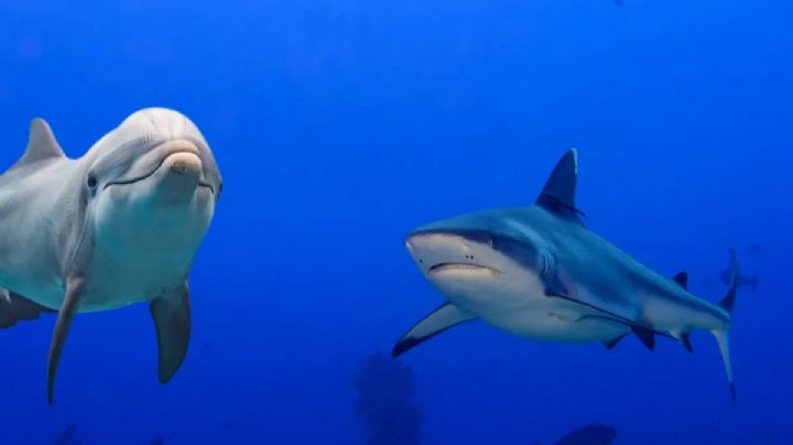 Â¡Ni Aquaman! Delfines salvan a hombre de ataque de un tiburÃ³n de casi dos metros