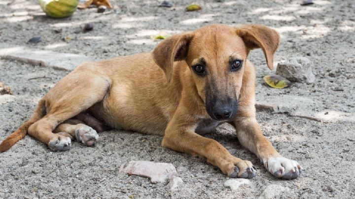 IMÁGENES FUERTES: vagabundo abusa de perros callejeros en Neza, vecinos denuncian maltrato animal