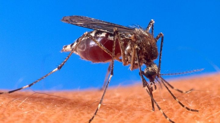 ¿Cómo puedo identificar a un mosquito con dengue?