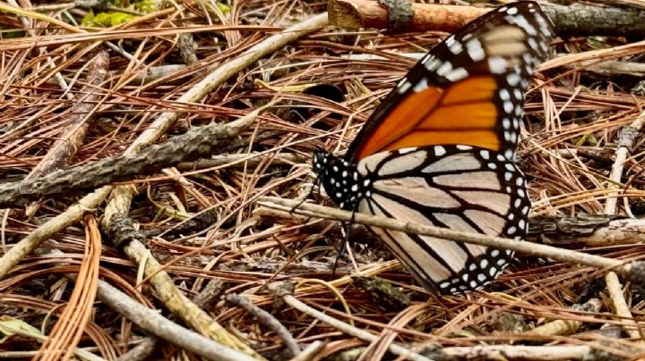 Registran baja en la ocupación de la mariposa Monarca por altas temperaturas y herbicidas en México