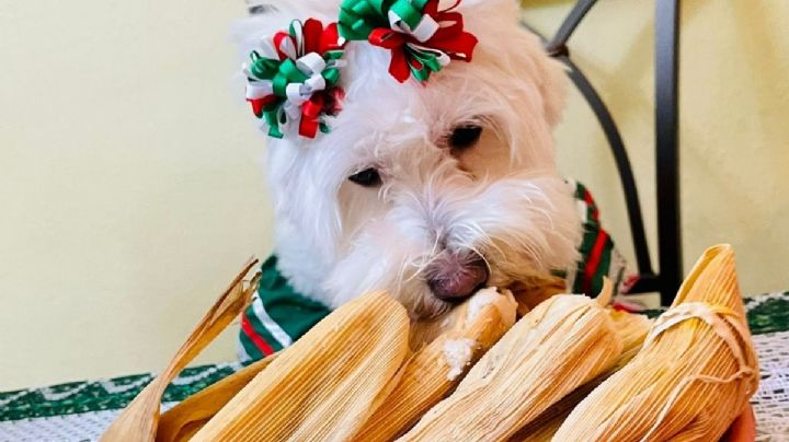 Día de la Candelaria: una panadería lanza los tamales para mascotas justo este 2 de febrero