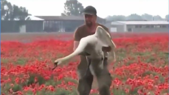 VIDEO: ¡Demasiado drogados para volar! Cientos de cisnes se volvieron adictos a la amapola