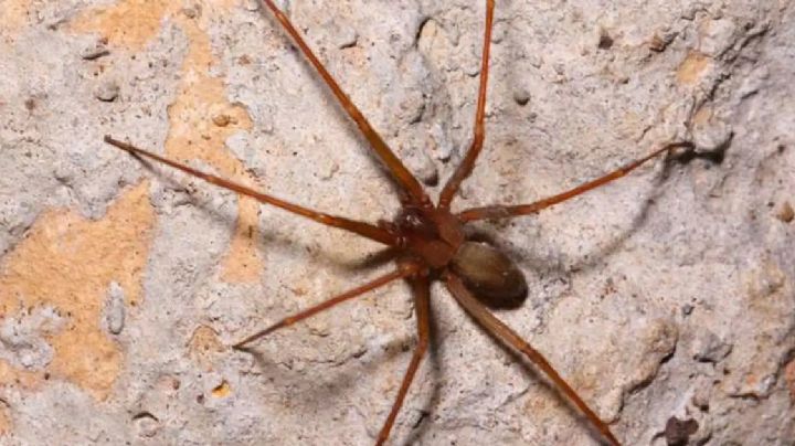 Cómo evitar que una araña violinista se instale en tu hogar, las especie nocturna más peligrosa en México