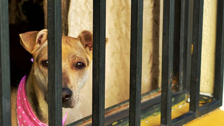 ¿Cómo hacer un reporte de maltrato y crueldad animal ante las autoridades en CDMX?