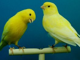 ¿Qué comen los canarios?: este es el mejor alimento para tus pajaritos
