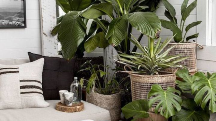 Un lujo: estas son las 5 plantas ideales para decorar tu casa
