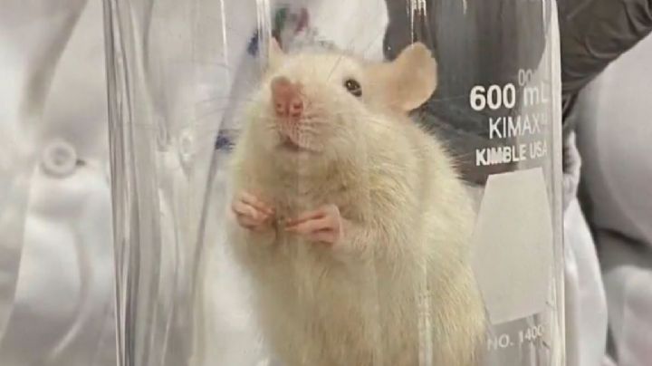 Indigna el uso de ratas para disección en Universidad de Metepec; anuncian la intervención de PROPAEM